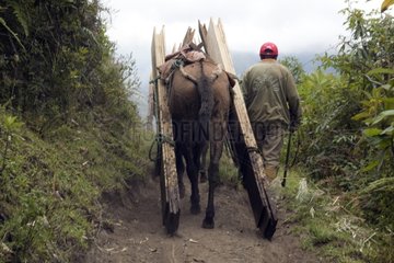 Horse carrying planks in high elevation Ecuador