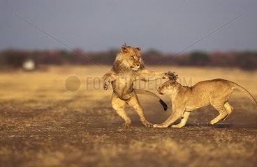 Lions jouant Rehabilitation Farm Namibie