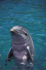 Bottlenose dolphin Miami Aquarium Florida USA