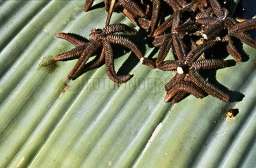 Male cones and sheet of Welwitschia Namib Desert