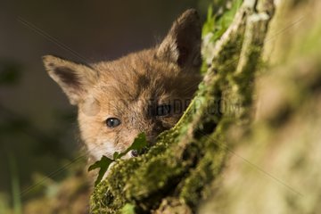 Young Red Fox getting out of its burrow Normandie France