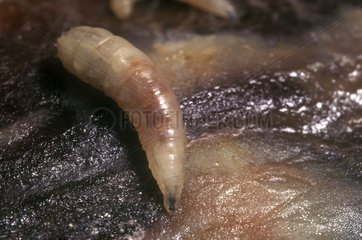 Fly larva on meat France