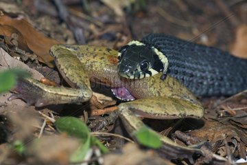Grass snake eating a frog Germany