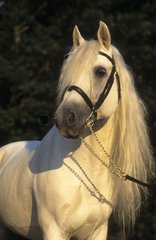 Portrait of gray horse original Iberian long mane