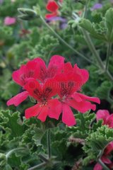 Pelargonium 'Rot von England'