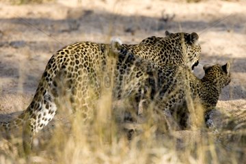African Leopard with its young NP Kruger South Africa