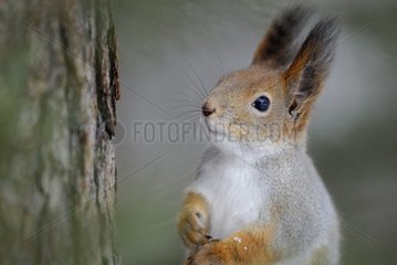 Porträt des roten Eichhörnchens Finnland