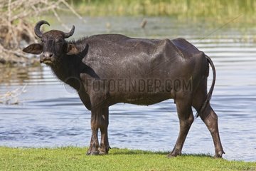 Wasserbuffalo Bundula Nationalpark Sri Lanka
