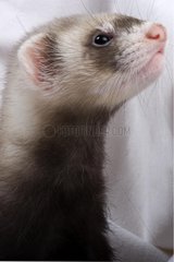 Young 7 weeks putoized Ferret France