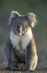 Koala mâle assis au sol Island Kangourou Australie