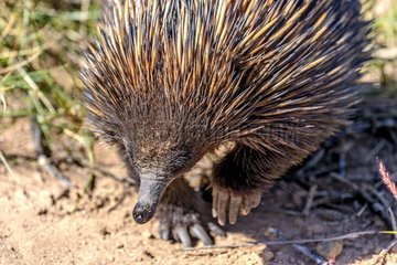 Short-beaked Echidna (Tachyglossus aculeatus)  Cape Range NP - Western Australia It is a close relative of the platypus : both are part of the only group of mammals in the world that lay eggs : the monotremes . The echidna eats termites nests which he dig