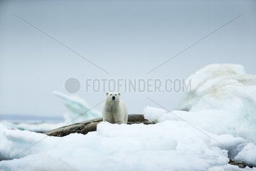Polar Bear (Ursus maritimus) standing amid melting sea ice near Harbour Islands  Repulse Bay  Nunavut Territory  Canada