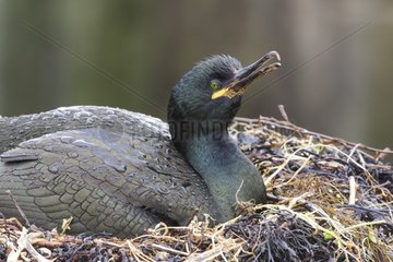 European Shag (Phalacrocorax aristotelis) on its nest. Farne Islands  Scotland