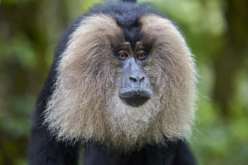 Portrait of male Lion-tailed Macaque - Nilgiris Hills India