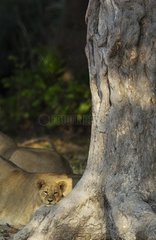 Lion (Panthera leo) - Cub with two females behind in the shade of a tree. Chobe National Park  Botswana.