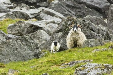Sheep Scottish Blackface and lamb. Scotland