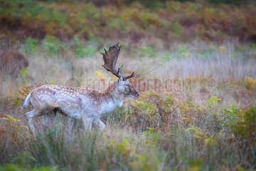 Fallow deer (Dama dama)  Stag walking amongst bracken  England  Autumn