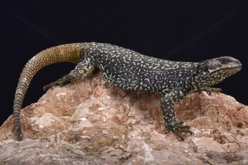 Roig's mountain lizard (Phymaturus roigorum)  Mendoza  Argentina