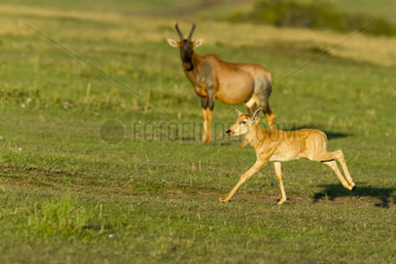 Korrigum and newborn running in the savannah - Masai Mara