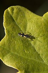 Bug (Dryophilocoris flavoquadrimaculatus) on Oak-leaf. Molslaboratoriet  Denmark in June