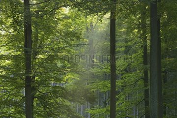 Beech forest (Fagus sylvatica)  Spessart  Bavaria  Germany  Europe
