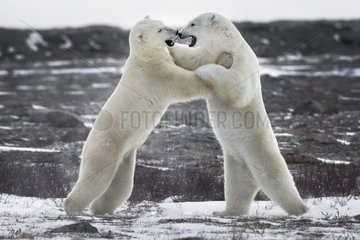 Fighting polar bears - Two polar bears fighting