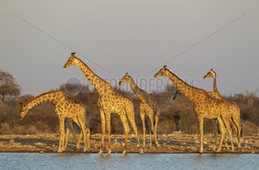 Southern Giraffe (Giraffa camelopardalis giraffa) - Meeting at a waterhole in the evening. Etosha National Park  Namibia.