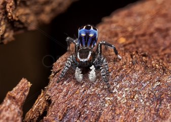 male Peacock spider (Maratus harrisi)  Australia