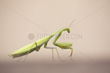 Praying mantis female on ground - Alsace France