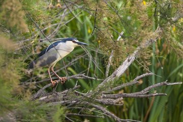 Night heron (Nycticorax nycticorax) on a branch. Camargue  France