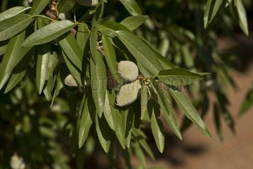 Almond (Prunus dulcis). California  USA