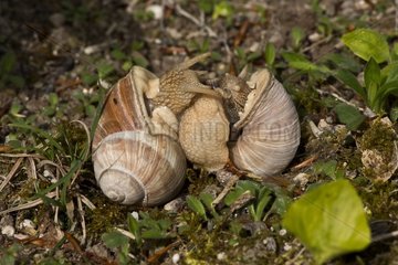 Roman Snaill (Helix pomatia) mating. Allindelille Fredskov  Denmark in May