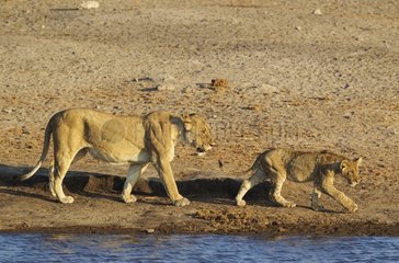 Lion (Panthera leo) - Female with cub at a waterhole. Etosha National Park  Namibia.