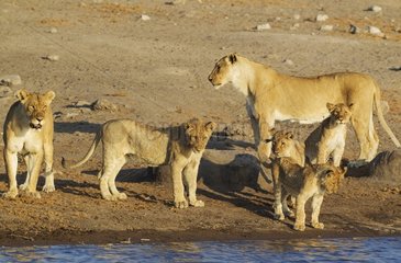 Lion (Panthera leo) - Two females with three cubs and one subadult male (front centre) at a waterhole. Etosha National Park  Namibia.
