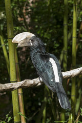 Silvery-cheeked Hornbill on a branch