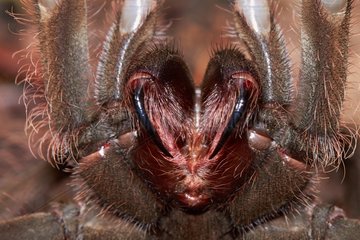 Goliath bird-eating spider or Goliath birdeater (Theraphosa blondi  ex Theraphosa leblondi) - Nourague station - French Guiana