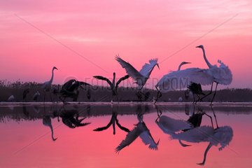 Great Egrets and Grey Herons on pink sky