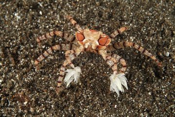 Boxer Crab protected by stinging sea anemones on its claws