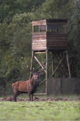 Hirsche vor einem Wachtturm während der Platte Frankreich