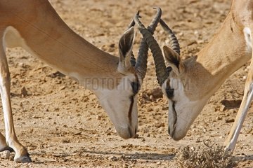 Male Springboks face to face Kgalagadi NP South Africa