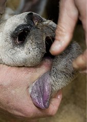 Tongue of a Sheep suffering from the Blue tongue disease