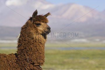 Porträt des Lama Lauca -Nationalparks Chile