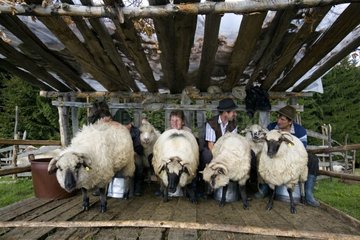 Milking of the ewes on the mountain pastures Transylvania Romania
