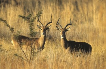 Impalas in savannah Pilanesberg NP South africa