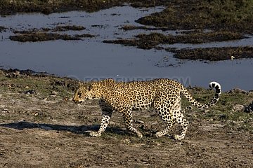 Amur leopard near a watering place NP Chobe Botswana