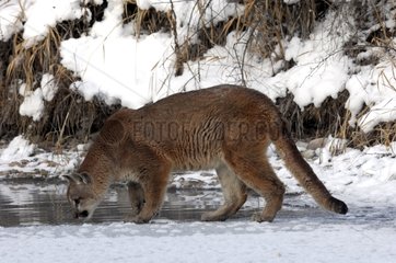 Mountain lion drinking in a frozen river Rocky Mountains USA