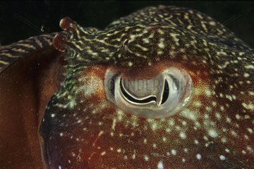 Auge des riesigen Tintenfischs Australien SA