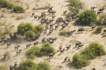 Herde von Cape Buffalos  die Botswana bewegt