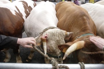 Kuh mit einem gebrochenen Horn wettbewerbsfÃ¤higen Fleischrasse Frankreich