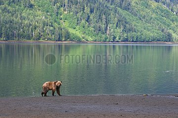 Grizzly in the estuary of the Khutzeymateen British Colombia